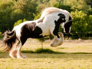 Gypsy Vanner Horse Breed Profile