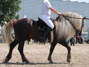 Black Forest Horse: Breed Profile