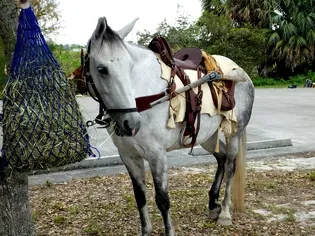 Florida Cracker Horse: Breed Profile