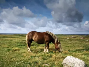 Ardennes Horse: Breed Profile