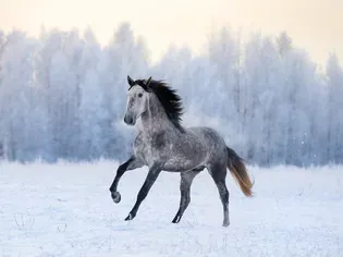 Andalusian Horse Breed Profile