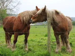 Percheron Horse: Breed Profile