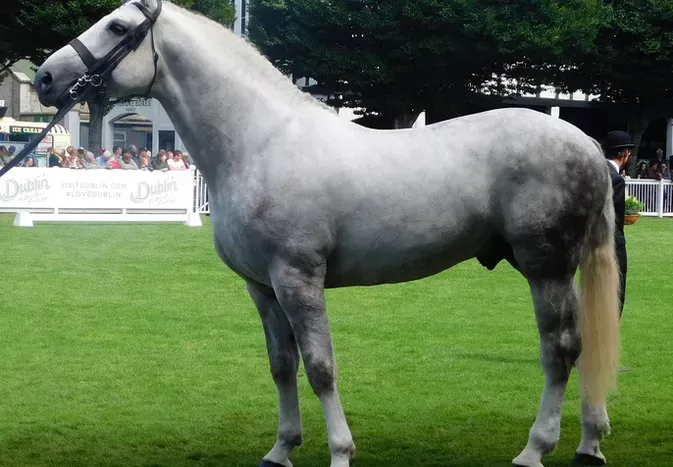 Irish Draught Horse: Breed Profile