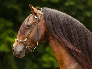 Paso Fino Horse: Breed Profile