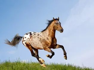 Appaloosa Horse Breed Profile