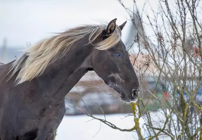 Rocky Mountain Horse: Breed Profile