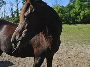 Morgan Horse: Breed Profile