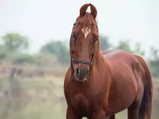 Kathiawari Horse: Breed Profile