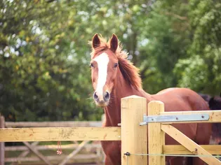 Dutch Warmblood Horse: Breed Profile