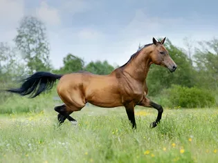 Akhal-Teke Horse: Breed Profile