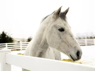 American Appendix Horse: Breed Profile