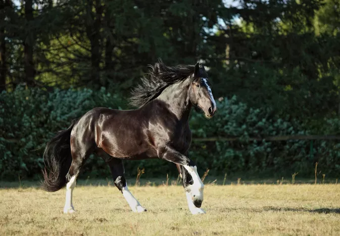 Shire Horse: Breed Profile