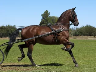 American Saddlebred: Horse Breed Profile