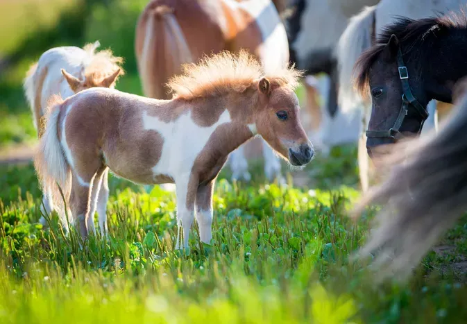 Miniature Horse Breed Profile