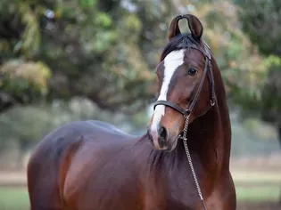 Marwari Horse: Breed Profile