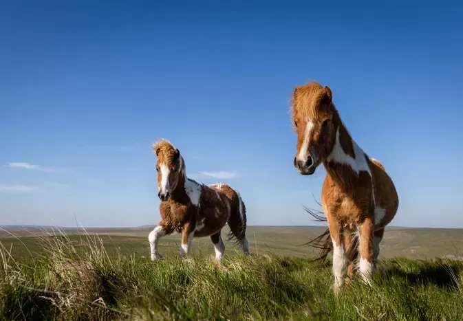 Dartmoor Pony: Breed Profile