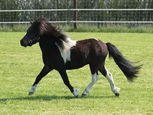 Shetland Pony Breed Profile