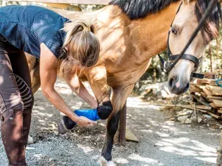 Grease Heel in Horses