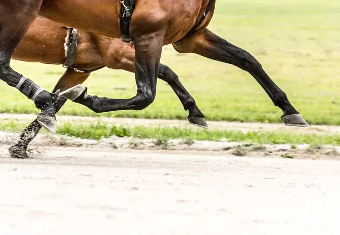 Leg Injuries in Horses