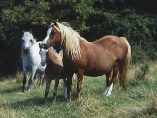 Hay Belly in Horses