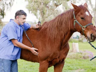 Wobblers Syndrome in Horses