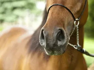 Papillomas in Horses