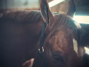 Moon Blindness in Horses