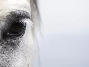 Eye Infections in Horses