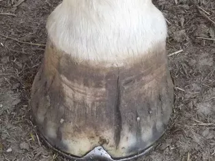 Tips for Hoof Cracks and Chips