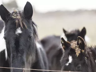 How to Remove Burrs From Horses