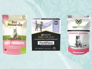 The 11 Best Probiotics for Cats of 2024