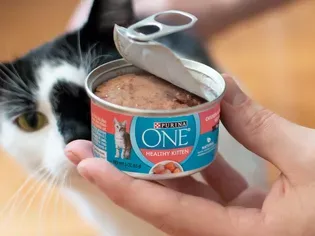 The 6 Best Wet Foods for Kittens, According to 299 Current And Former Kittens