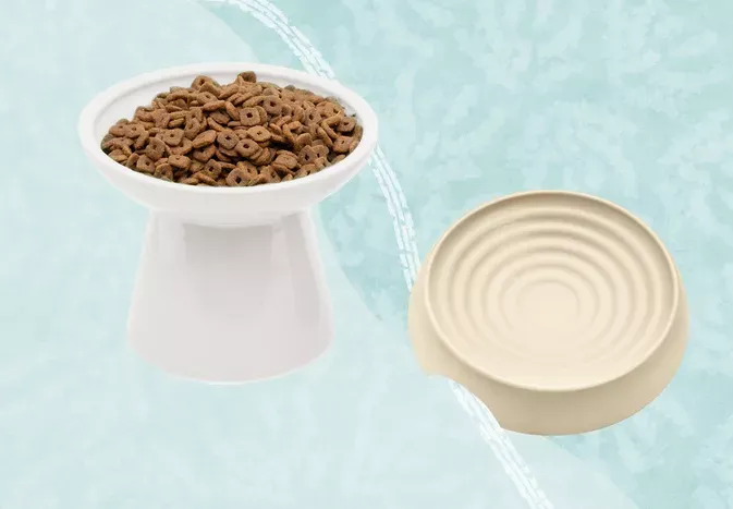 The 12 Best Cat Bowls of 2024