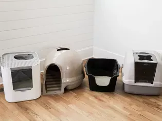 The 8 Best Litter Boxes for Multiple Cats of 2024, Tested and Reviewed