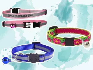 The 10 Best Breakaway Cat Collars of 2024