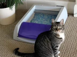 PetSafe ScoopFree Ultra Self-Cleaning Cat Litter Box Review