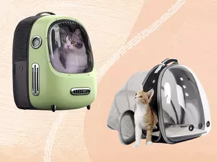 The 6 Best Backpack Cat Carriers of 2024, Tested and Reviewed