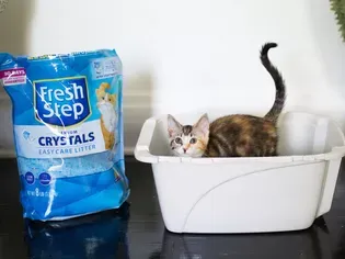 The 11 Best Cat Litters of 2024, Tested and Reviewed