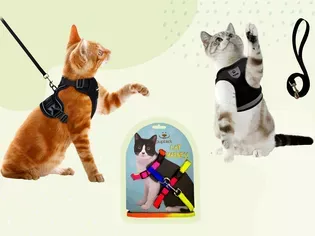 The 9 Best Cat Harnesses of 2024