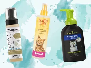 The 6 Best Waterless Cat Shampoos of 2024