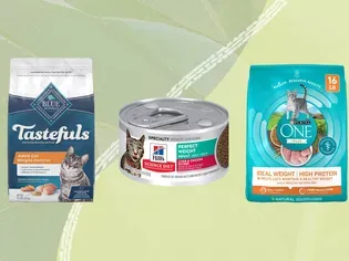 The 7 Best Cat Foods for Weight Loss, According To 299 Cats