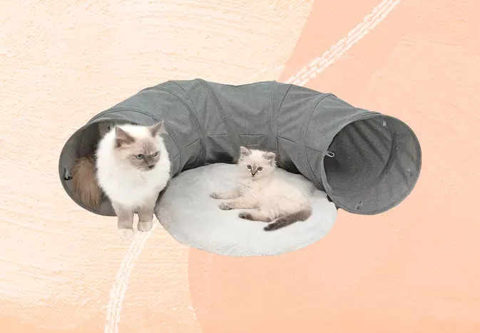 The 8 Best Cat Play Tunnels of 2024