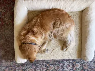 The 11 Best Dog Beds Tested With Real Snoozing And Drooling Hounds