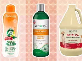 The 8 Best Flea Shampoos for Dogs of 2024