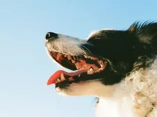 The 6 Best Dog Breath Fresheners