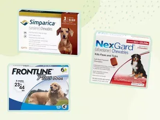 The 10 Best Flea and Tick Prevention Products, According To More Than 60 Dogs