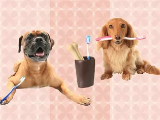 The 9 Best Dog Toothbrushes of 2024