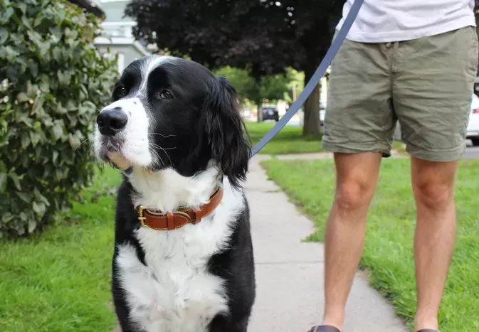 The Best Leather Dog Collars of 2024, Tested With Dogs in Real-World Conditions