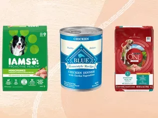 The 6 Best Budget Dog Foods, According To More Than 400 Dogs (And Their Humans)