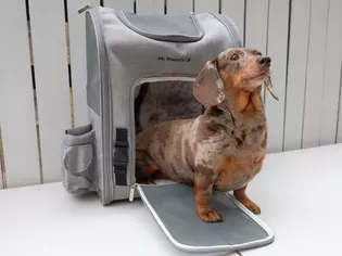 The 8 Best Dog Backpack Carriers Tested With Real Dogs